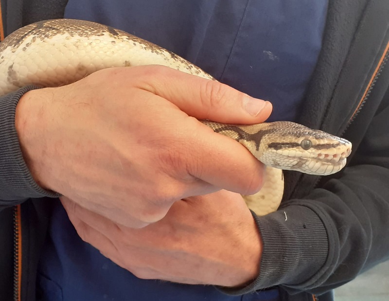 Nella foto si vede il pitone tenuto in mano da un operatore