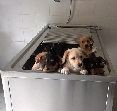 Nella foto alcuni cuccioli di cane